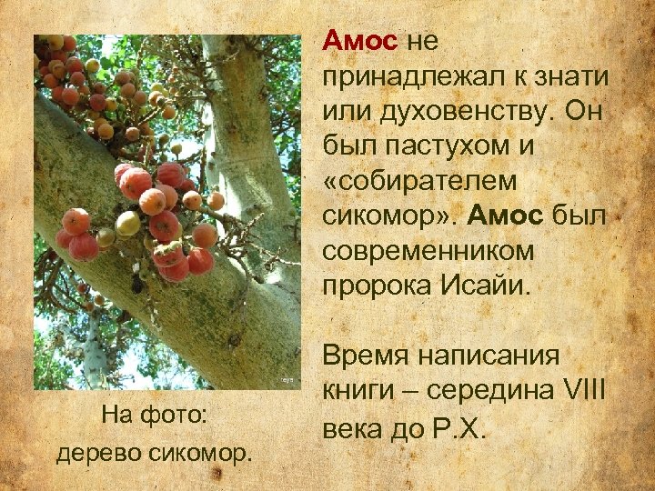 Амос не принадлежал к знати или духовенству. Он был пастухом и «собирателем сикомор» .