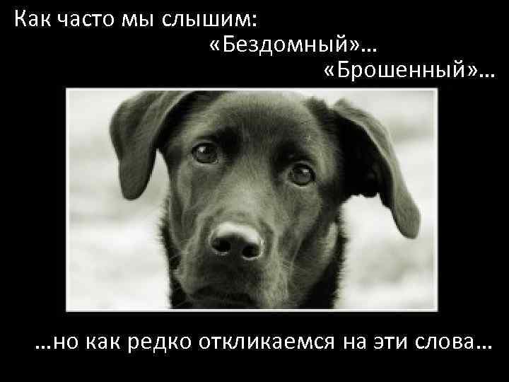 Как часто мы слышим: «Бездомный» … «Брошенный» … …но как редко откликаемся на эти