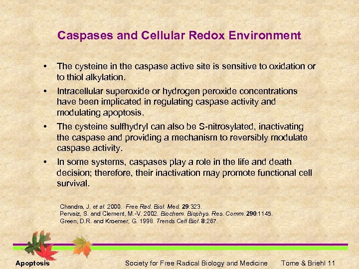 Caspases and Cellular Redox Environment • The cysteine in the caspase active site is