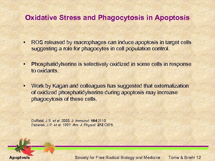 Oxidative Stress and Phagocytosis in Apoptosis • ROS released by macrophages can induce apoptosis