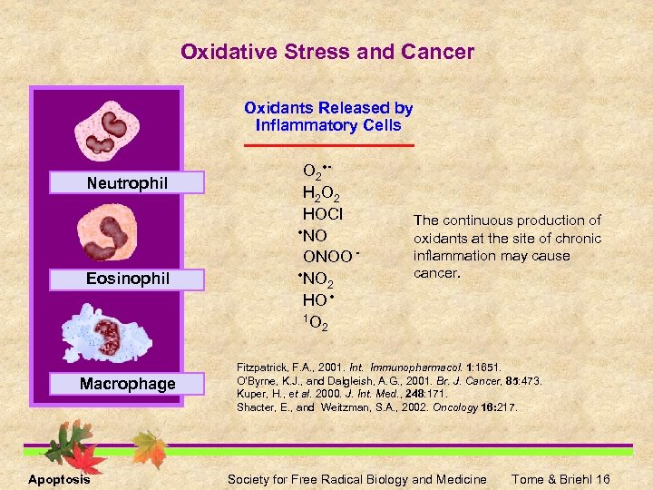 Oxidative Stress and Cancer Oxidants Released by Inflammatory Cells Neutrophil Eosinophil Macrophage Apoptosis O