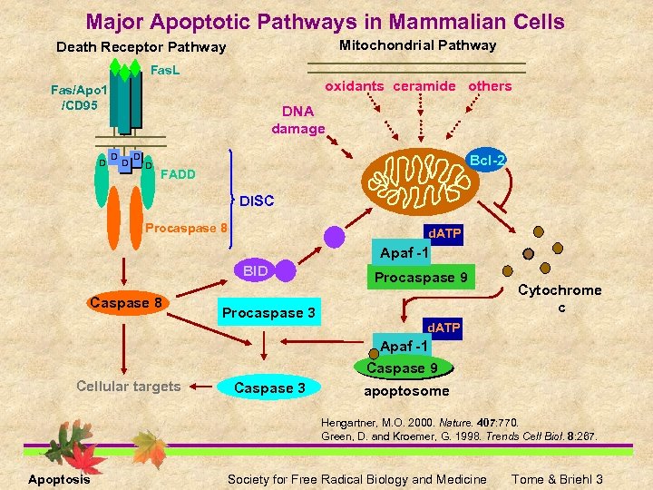 Major Apoptotic Pathways in Mammalian Cells Mitochondrial Pathway Death Receptor Pathway Fas. L oxidants