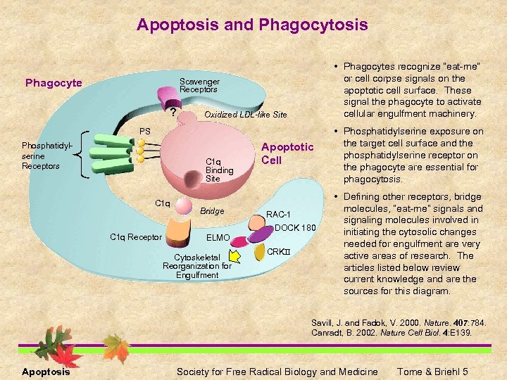Apoptosis and Phagocytosis Phagocyte • Phagocytes recognize “eat-me” or cell corpse signals on the