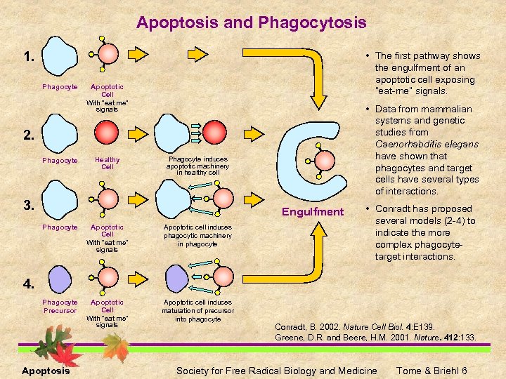 Apoptosis and Phagocytosis 1. Phagocyte • The first pathway shows the engulfment of an