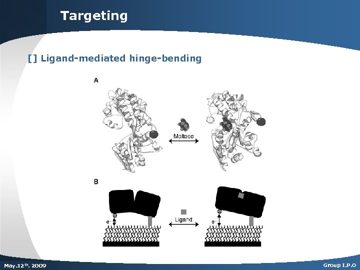 Targeting [] Ligand-mediated hinge-bending Dec. th. 2007 May. 125 th 2009 Group I. P.