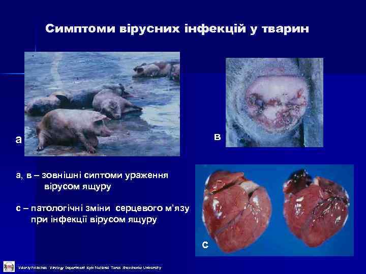 Симптоми вірусних інфекцій у тварин в а а, в – зовнішні сиптоми ураження вірусом