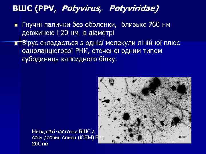 ВШС (PPV, Potyvirus, Potyviridae) n n Гнучні палички без оболонки, близько 760 нм довжиною