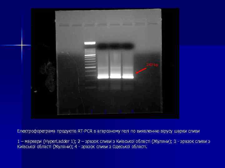 243 bp 1 2 3 4 Електрофореграма продуктів RT-PCR в агарозному гелі по виявленню