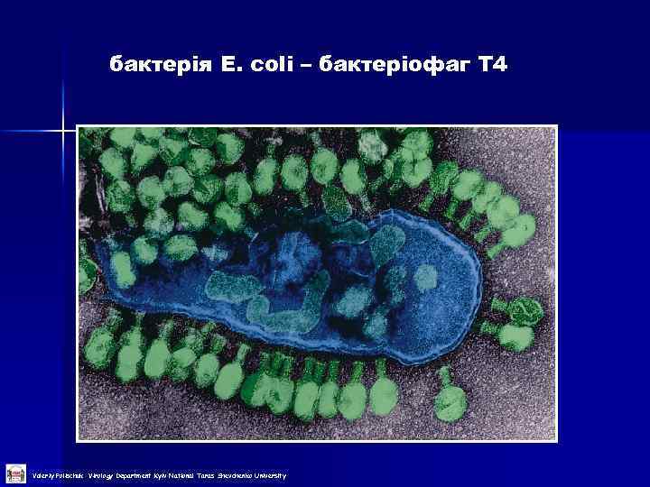 бактерія E. coli – бактеріофаг Т 4 Valeriy Polischuk Virology Department Kyiv National Taras