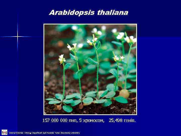 Arabidopsis thaliana 157 000 пнп, 5 хромосом, 25, 498 генів. Valeriy Polischuk Virology Department