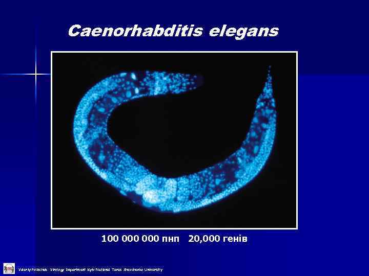Caenorhabditis elegans 100 000 пнп 20, 000 генів Valeriy Polischuk Virology Department Kyiv National
