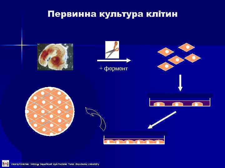 Первинна культура клітин + фермент Valeriy Polischuk Virology Department Kyiv National Taras Shevchenko University