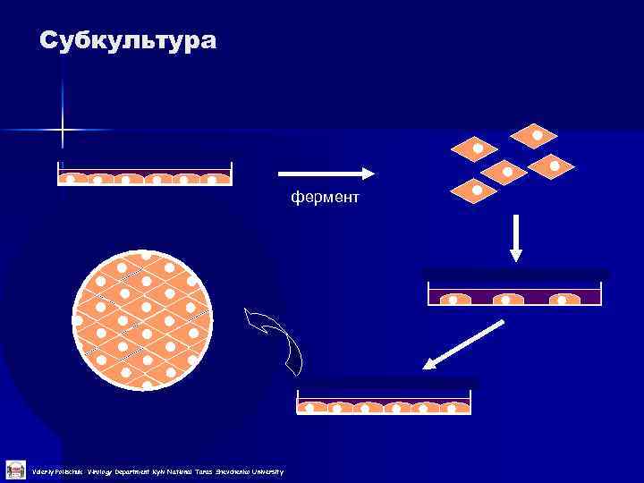 Субкультура фермент Valeriy Polischuk Virology Department Kyiv National Taras Shevchenko University 