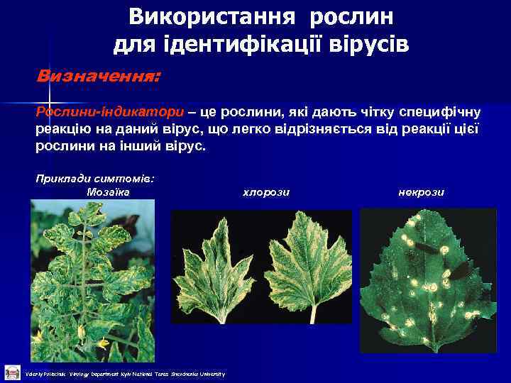 Використання рослин для ідентифікації вірусів Визначення: Рослини-індикатори – це рослини, які дають чітку специфічну