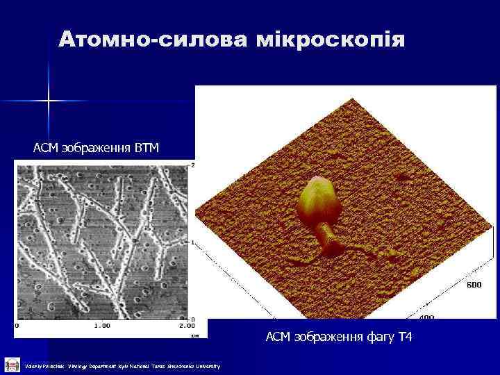 Атомно-силова мікроскопія АСМ зображення ВТМ АСМ зображення фагу Т 4 Valeriy Polischuk Virology Department