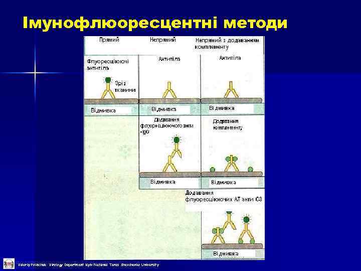 Імунофлюоресцентні методи Valeriy Polischuk Virology Department Kyiv National Taras Shevchenko University 