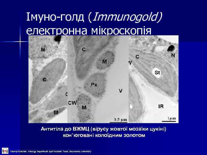 Імуно-голд (Immunogold) електронна мікроскопія Антитіла до ВЖМЦ (вірусу жовтої мозаїки цукіні) кон’юговані колоїдним золотом