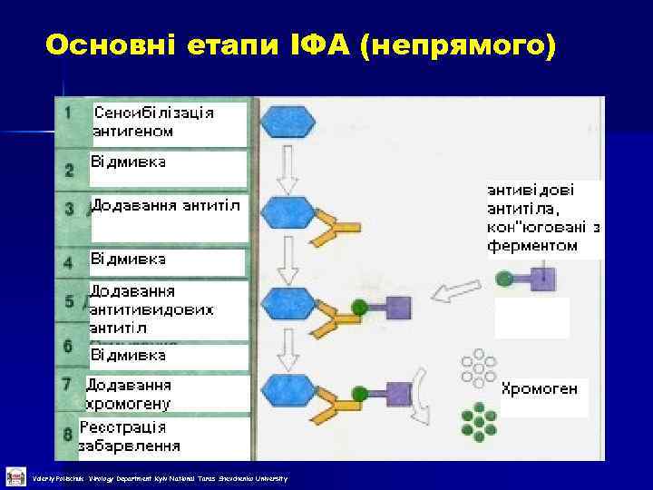 Основні етапи ІФА (непрямого) Valeriy Polischuk Virology Department Kyiv National Taras Shevchenko University 