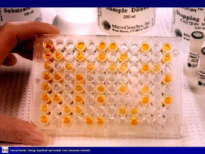 Valeriy Polischuk Virology Department Kyiv National Taras Shevchenko University 