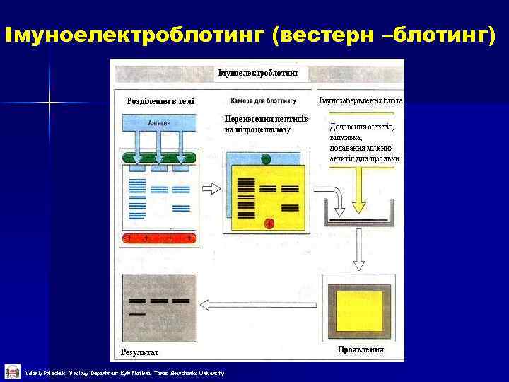 Імуноелектроблотинг (вестерн –блотинг) Valeriy Polischuk Virology Department Kyiv National Taras Shevchenko University 