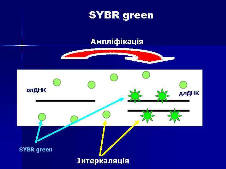 SYBR green Ампліфікація ол. ДНК дл. ДНК SYBR green Інтеркаляція 