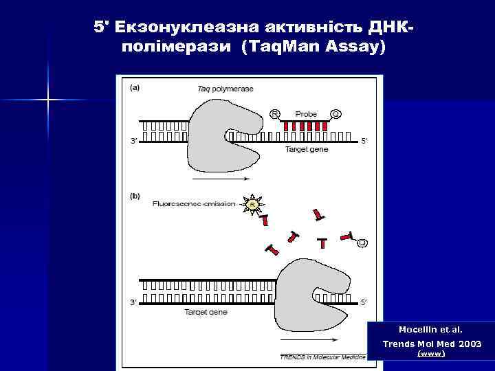 5' Екзонуклеазна активність ДНКполімерази (Taq. Man Assay) Mocellin et al. Trends Mol Med 2003