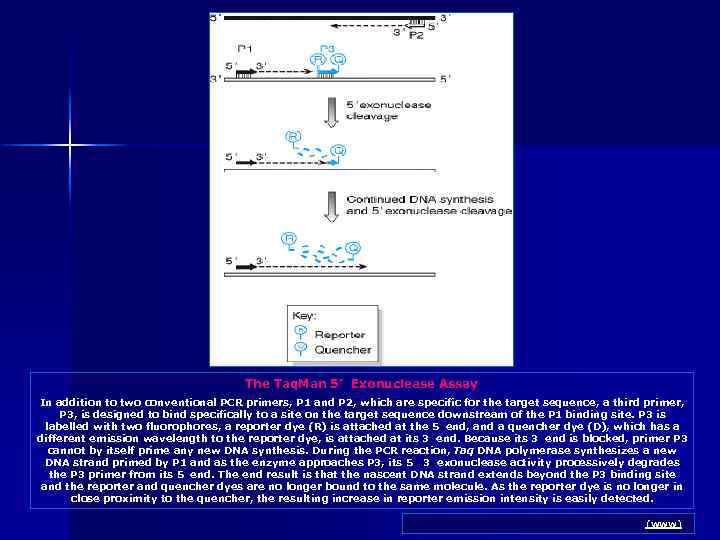 The Taq. Man 5’ Exonuclease Assay In addition to two conventional PCR primers, P