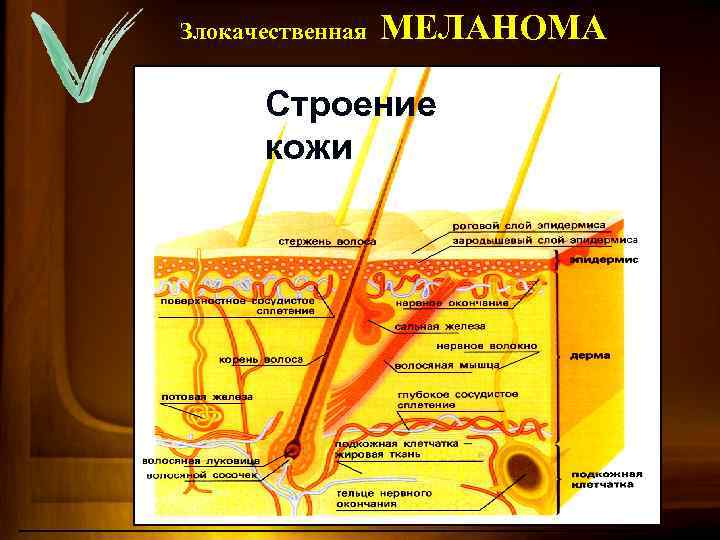Злокачественная МЕЛАНОМА Строение кожи 41 