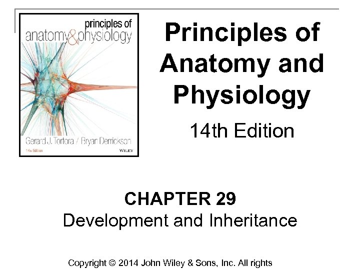 Principles of Anatomy and Physiology 14 th Edition CHAPTER 29 Development and Inheritance Copyright