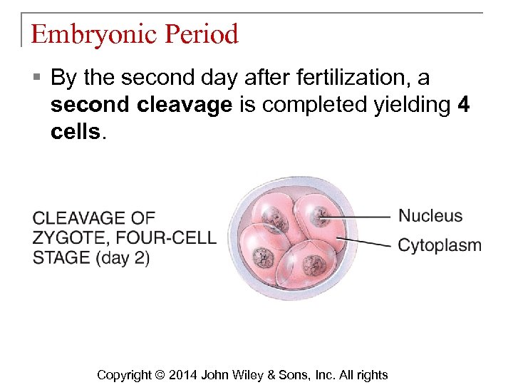 Embryonic Period § By the second day after fertilization, a second cleavage is completed