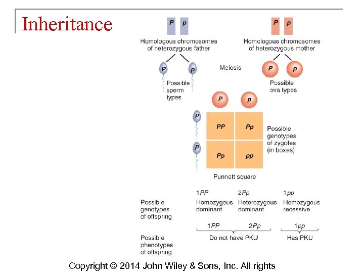 Inheritance Copyright © 2014 John Wiley & Sons, Inc. All rights 