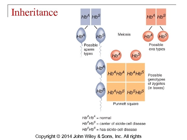 Inheritance Copyright © 2014 John Wiley & Sons, Inc. All rights 