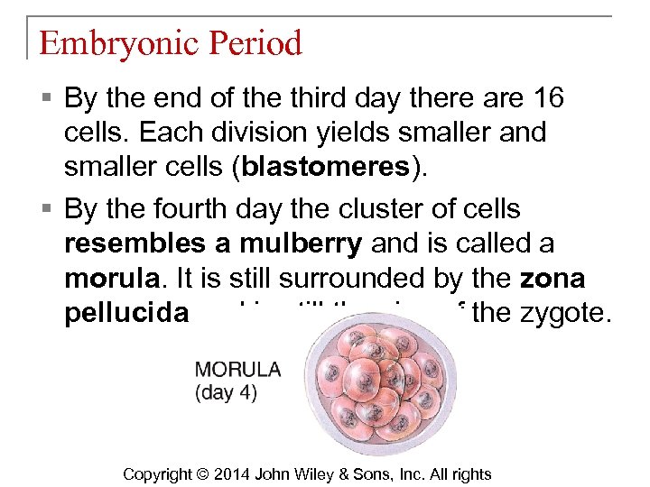 Embryonic Period § By the end of the third day there are 16 cells.