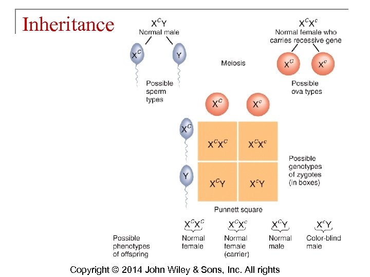 Inheritance Copyright © 2014 John Wiley & Sons, Inc. All rights 