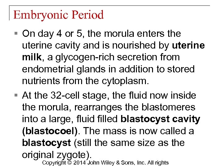 Embryonic Period § On day 4 or 5, the morula enters the uterine cavity
