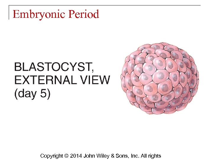 Embryonic Period Copyright © 2014 John Wiley & Sons, Inc. All rights 