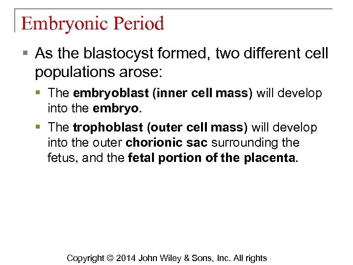 Embryonic Period § As the blastocyst formed, two different cell populations arose: § The