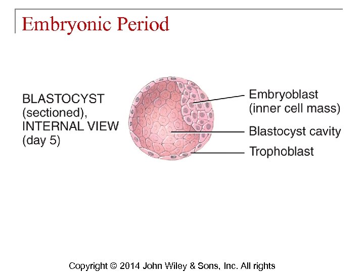 Embryonic Period Copyright © 2014 John Wiley & Sons, Inc. All rights 