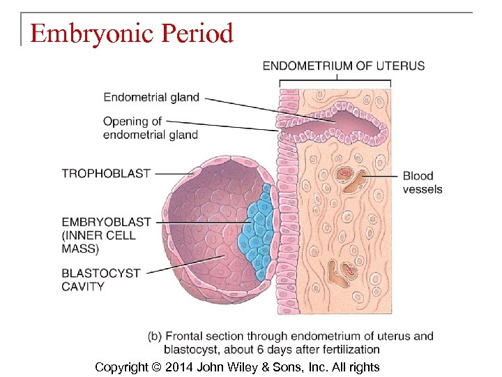 Embryonic Period Copyright © 2014 John Wiley & Sons, Inc. All rights 