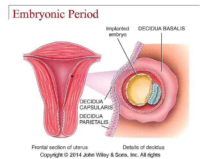 Embryonic Period Copyright © 2014 John Wiley & Sons, Inc. All rights 