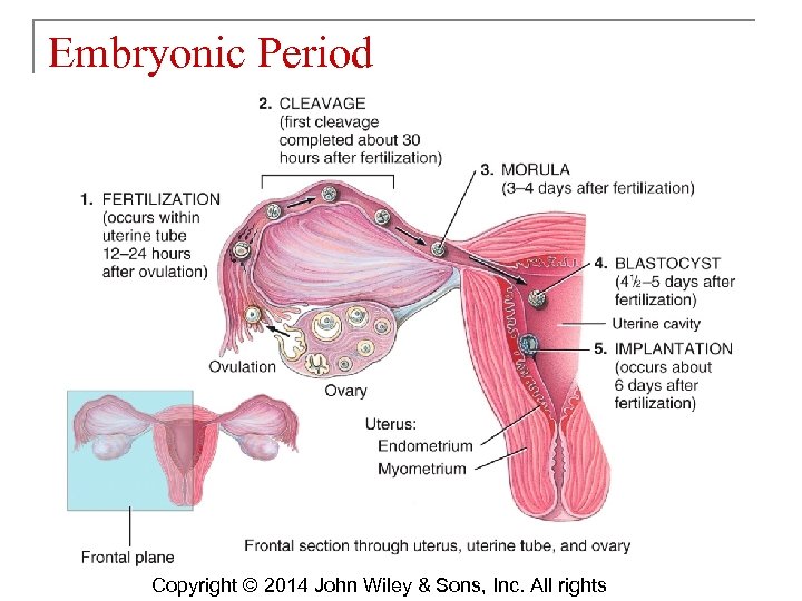 Embryonic Period Copyright © 2014 John Wiley & Sons, Inc. All rights 