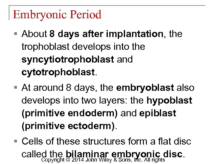 Embryonic Period § About 8 days after implantation, the trophoblast develops into the syncytiotrophoblast