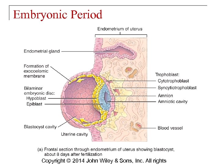 Embryonic Period Copyright © 2014 John Wiley & Sons, Inc. All rights 