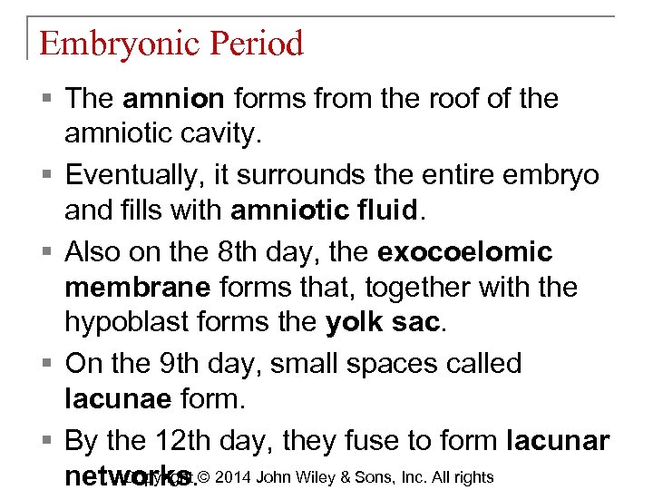 Embryonic Period § The amnion forms from the roof of the amniotic cavity. §