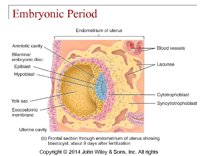 Embryonic Period Copyright © 2014 John Wiley & Sons, Inc. All rights 