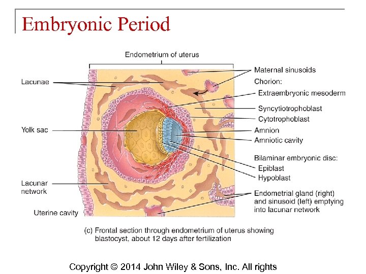 Embryonic Period Copyright © 2014 John Wiley & Sons, Inc. All rights 