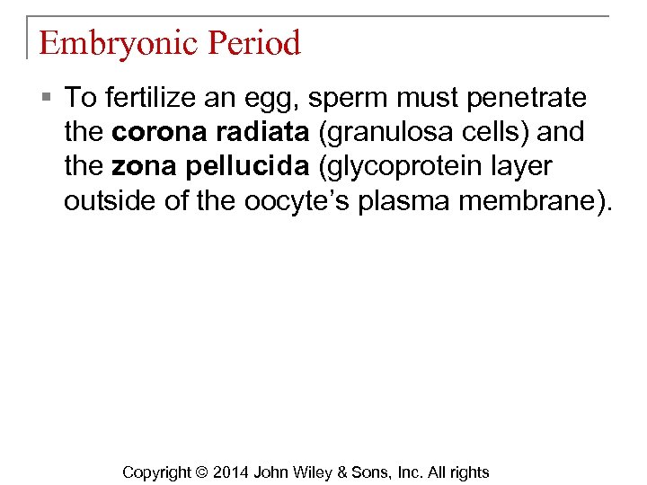 Embryonic Period § To fertilize an egg, sperm must penetrate the corona radiata (granulosa