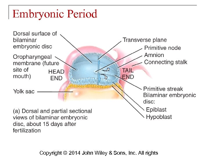 Embryonic Period Copyright © 2014 John Wiley & Sons, Inc. All rights 