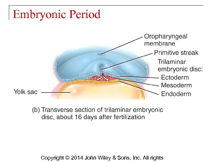 Embryonic Period Copyright © 2014 John Wiley & Sons, Inc. All rights 