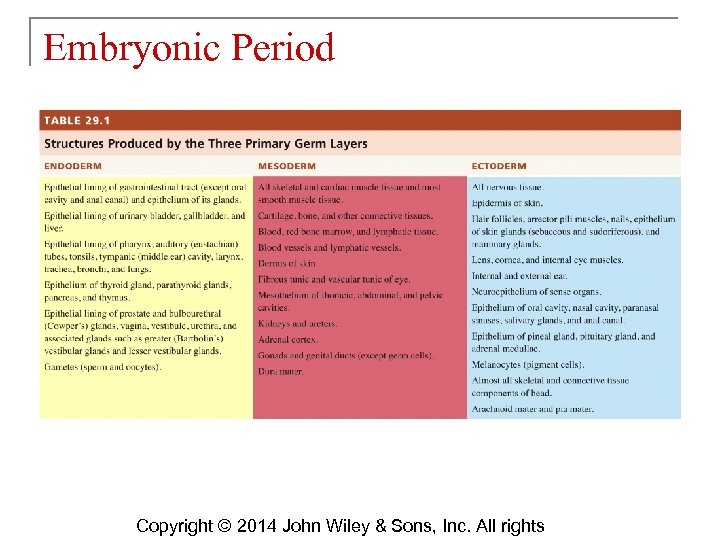 Embryonic Period Copyright © 2014 John Wiley & Sons, Inc. All rights 